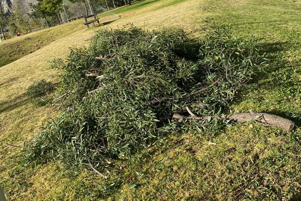 Podas, derrivos, asesoramiento, opinion técnica de biologos y arboristas experimentados, Geolocalización de especies y censos